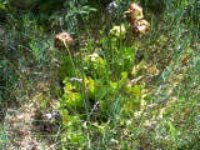 100_1591.jpg